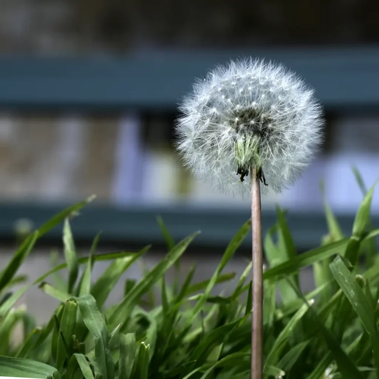 Dandelion 768x768